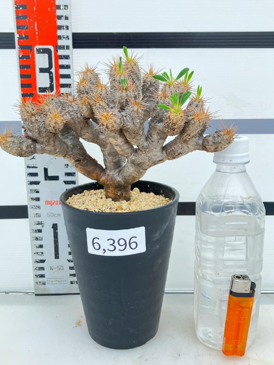 6396 「多肉植物」ユーフォルビア ギラウミニアナ 　植え【発根未確認・Euphorbia guillauminiana・発芽開始】_画像1