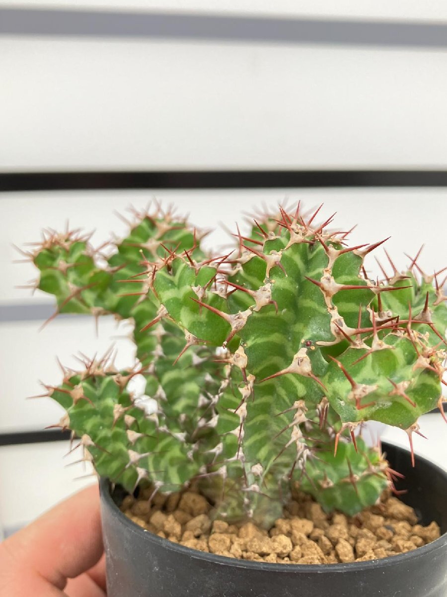 6354 「多肉植物」ユーフォルビア ノベリー 植え【発根未確認・塊根植物・Euphorbia knobelii・閃光閣】_画像1