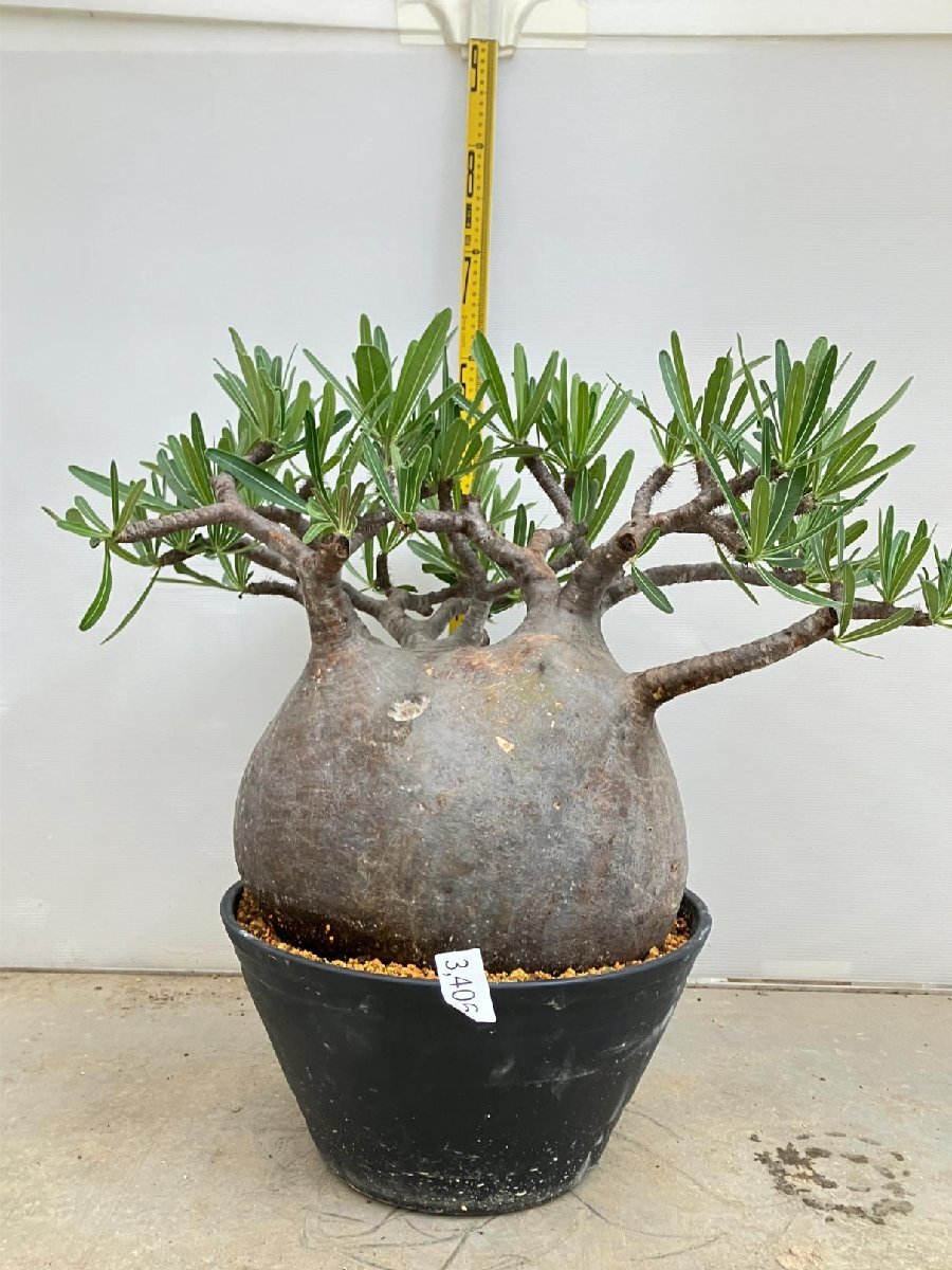 Yahoo!オークション - 3406 「塊根植物」パキポディウム Yahoo!オークション - 3406 「塊根植物」パキポディウム