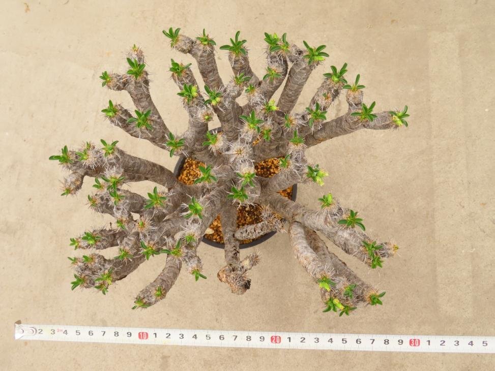 4118 「多肉植物」ユーフォルビア ギラウミニアナ 大 植え【Euphorbia guillauminiana・発根未完了・発芽開始】の画像5