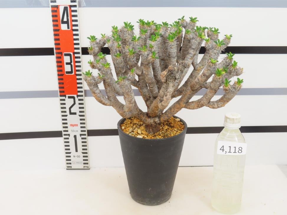 4118 「多肉植物」ユーフォルビア ギラウミニアナ 大 植え【Euphorbia guillauminiana・発根未完了・発芽開始】の画像2