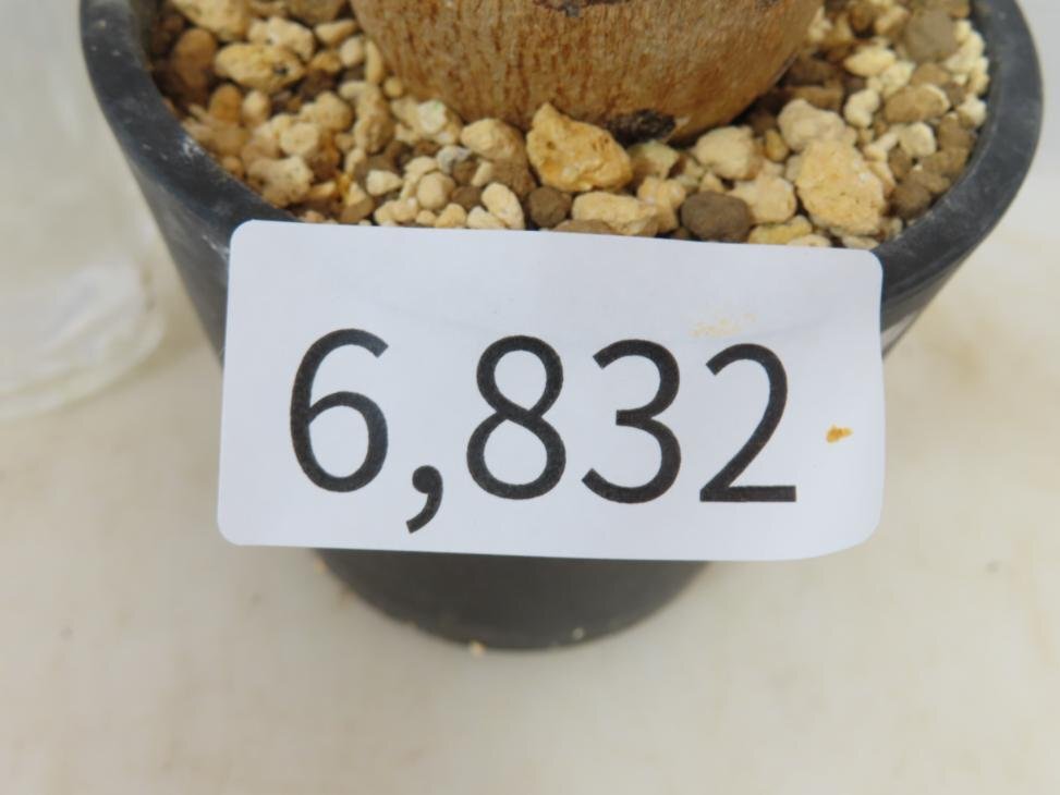 6832 「塊根植物」アデニア スピノーサ 植え【発根未確認・Adenia spinosa・多肉植物・丸株】の画像3