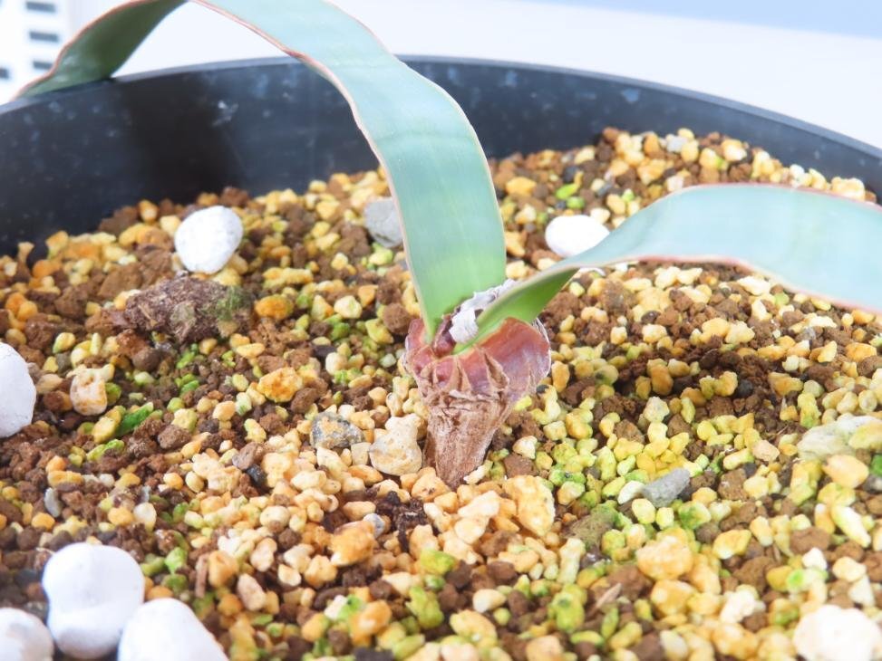 6854 「裸子植物」ウェルウィッチア ミラビリス 植え【発根・奇想天外・Welwitschia mirabilis】の画像1