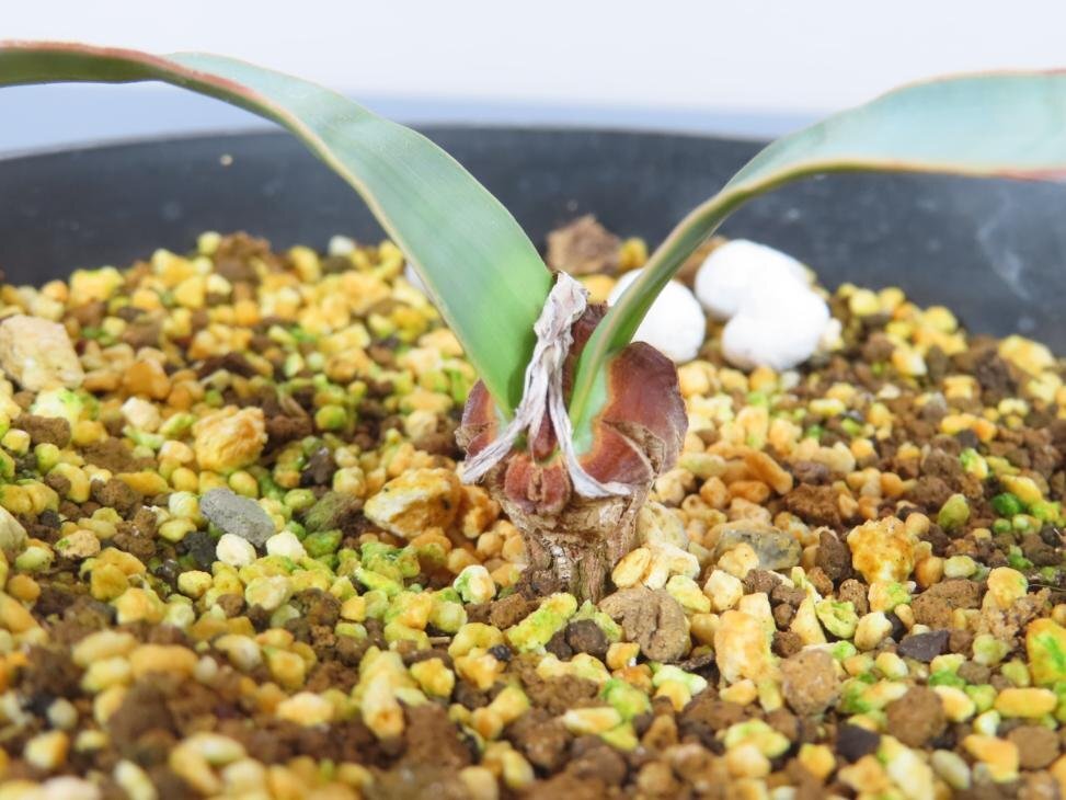 6854 「裸子植物」ウェルウィッチア ミラビリス 植え【発根・奇想天外・Welwitschia mirabilis】の画像4