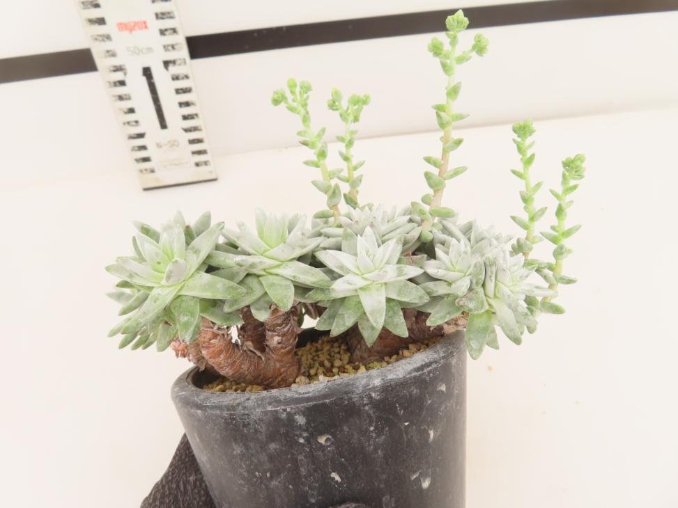 8033 「多肉植物」ダドレア グノマ 植え【発根未確認・・塊根植物・美株・Dudleya gnoma・検）グリーニー】_画像4