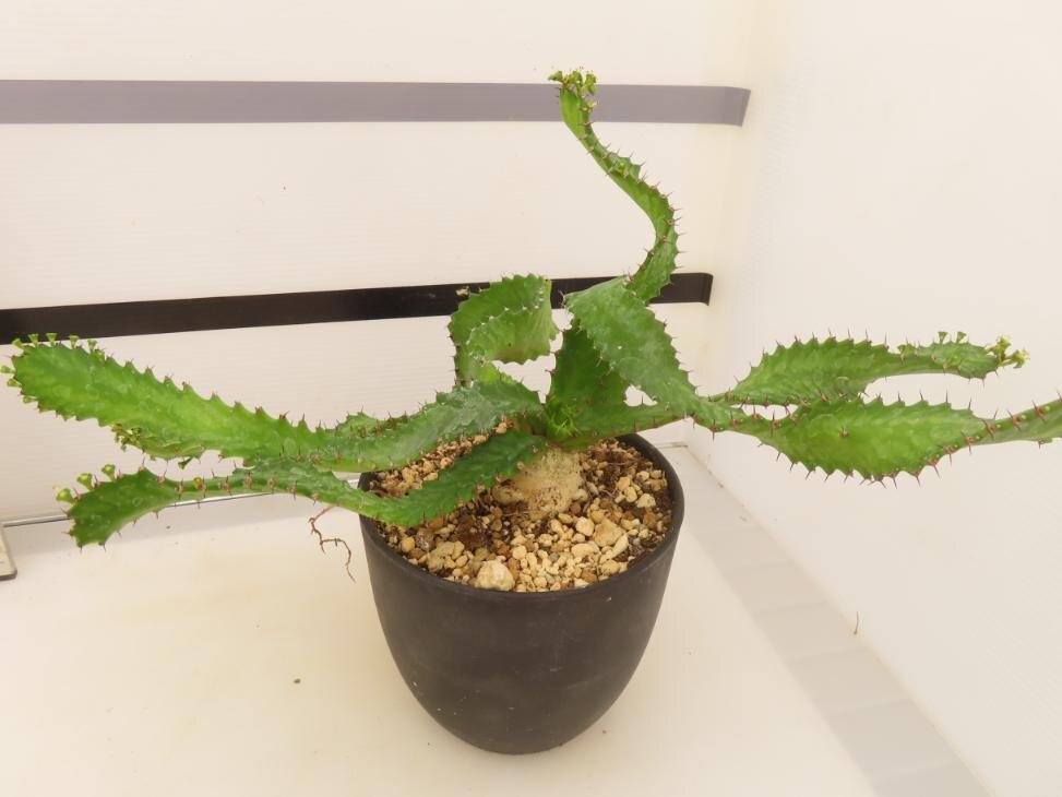 8875 「実生」ユーフォルビア　ステラータ大【発根・Euphorbia stellata・飛竜・多肉植物】_画像3