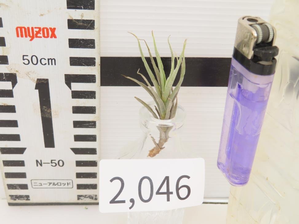 2046 「エアプランツ」tillandsia heteromorpha × kirschnekii 抜き苗【・希少・チランジア】_画像5