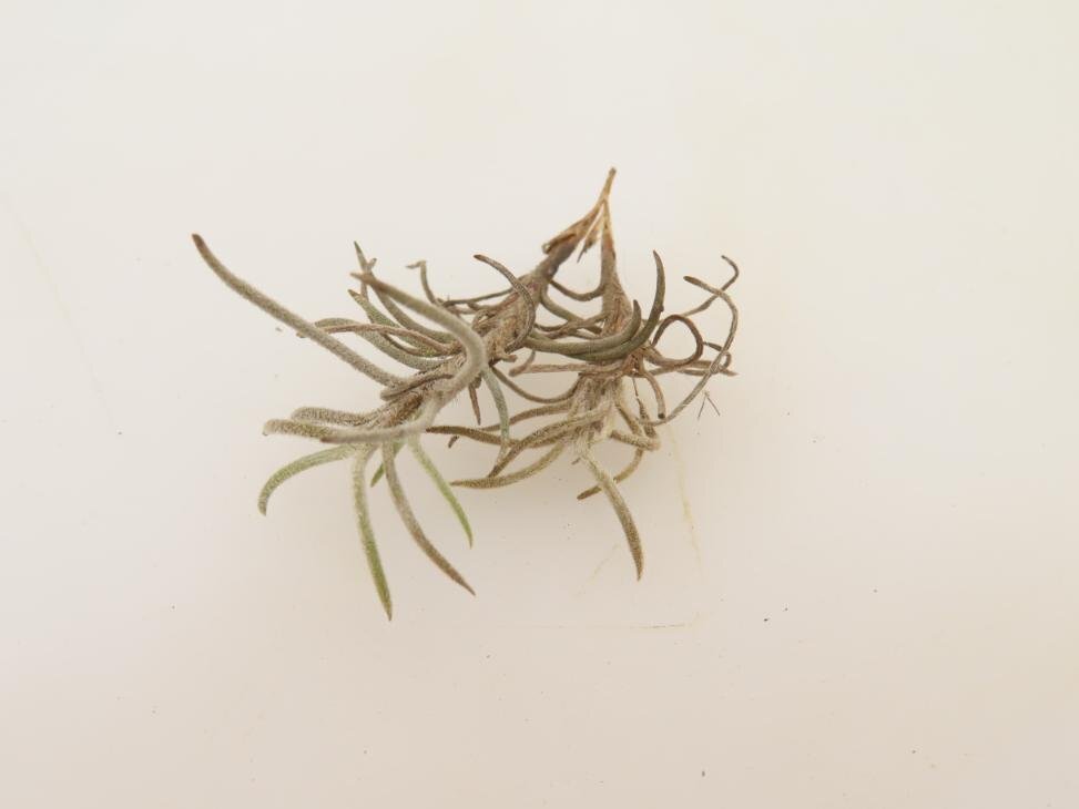 2056 「エアプランツ」tillandsia humilis × capillalis #1抜き苗【・希少・美株・チランジア】_画像3