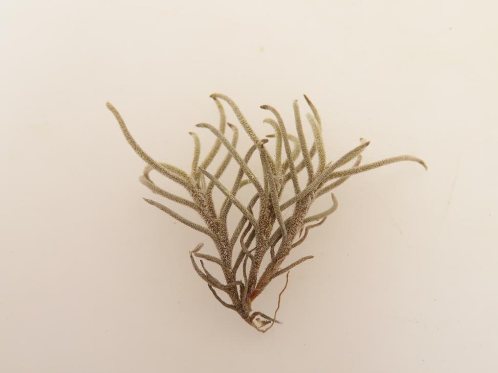 2058 「エアプランツ」tillandsia humilis × capillalis #1抜き苗【・希少・美株・チランジア】_画像1