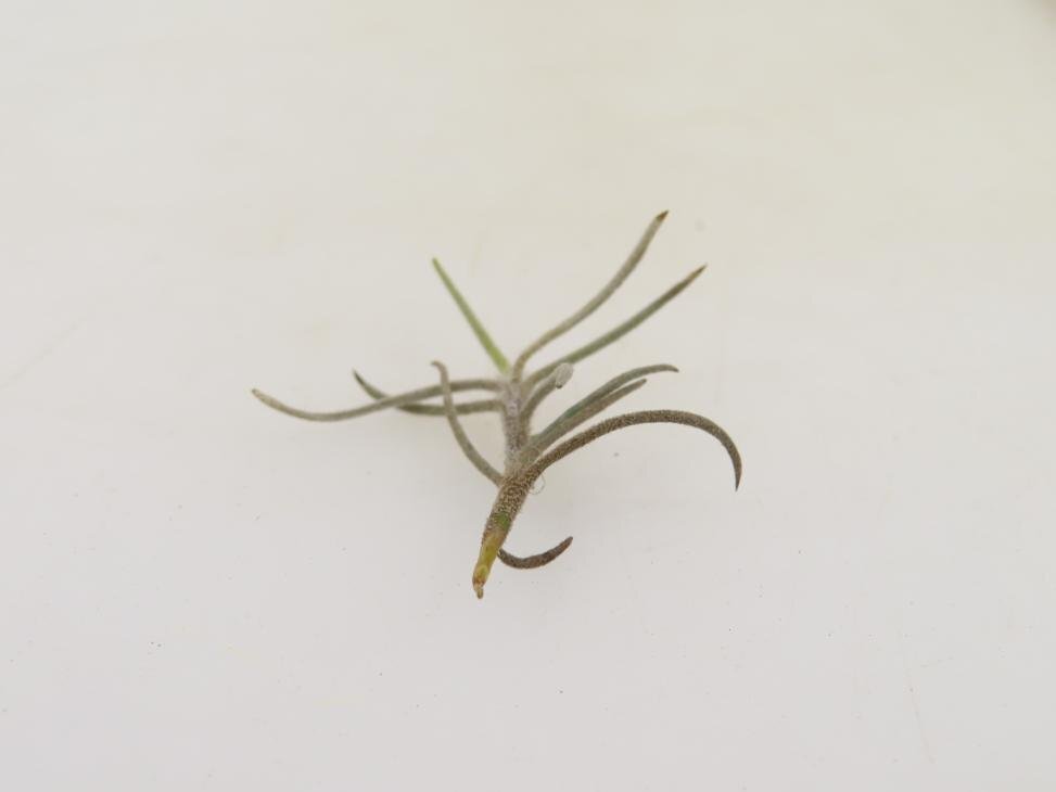 2052 「エアプランツ」tillandsia humilis × capillalis #1抜き苗【・希少・美株・チランジア】_画像4