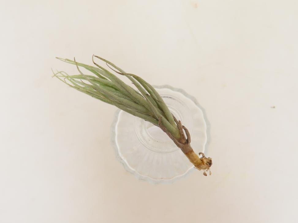 2047 「エアプランツ」tillandsia heteromorpha × kirschnekii 抜き苗【・希少・チランジア】_画像2