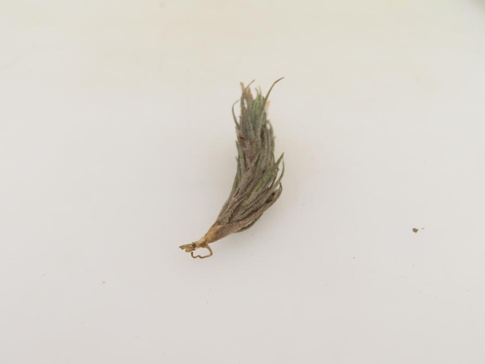 2071 「エアプランツ」tillandsia tricholepis mini 抜き苗【・希少・美株・チランジア】_画像4