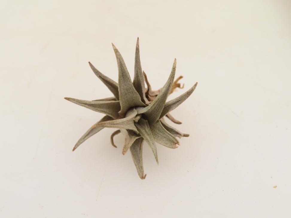 2062 「エアプランツ」tillandsia latifolia × peiranoi 抜き苗【・希少・美株・チランジア】_画像2