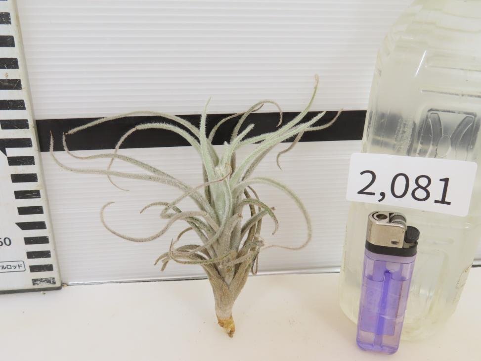 2081 「エアプランツ」tillandsia tectorum × malyi 抜き苗【希少・美株・チランジア】_画像5