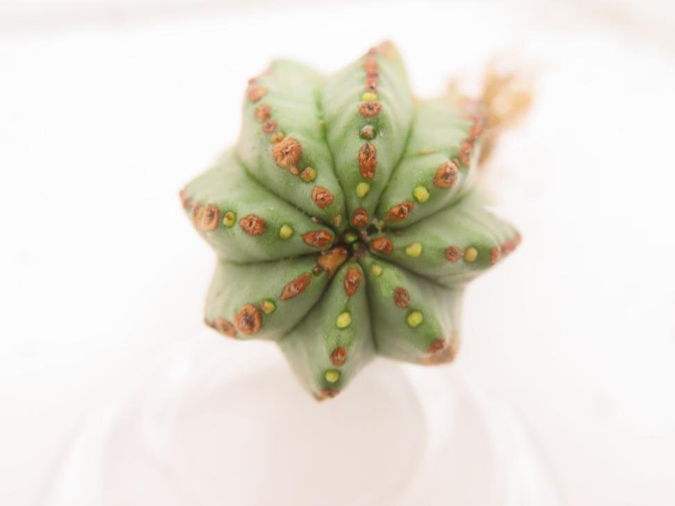 2379 「多肉植物」ユーフォルビア　ホリダ　抜き苗【発根甘目・Euphorbia horrida ・美株】_画像3