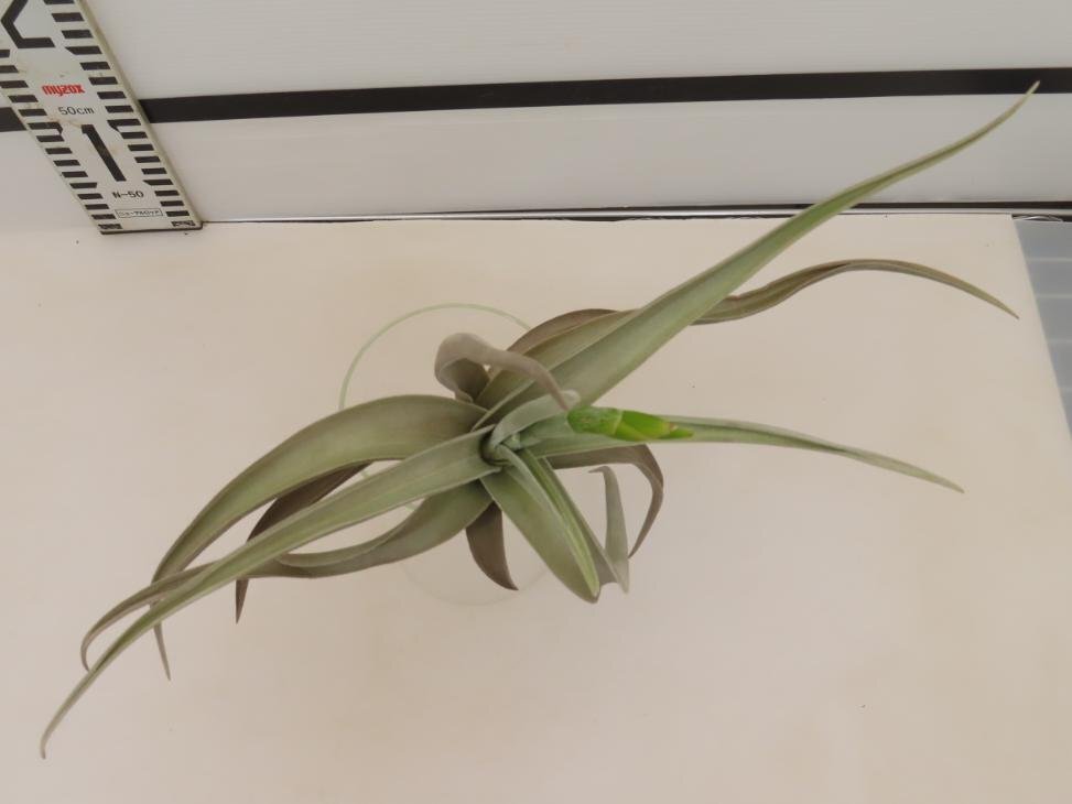 2002 「エアプランツ」tillandsia paleacea ×lotteae 抜き苗【希少・美株・チランジア】_画像4