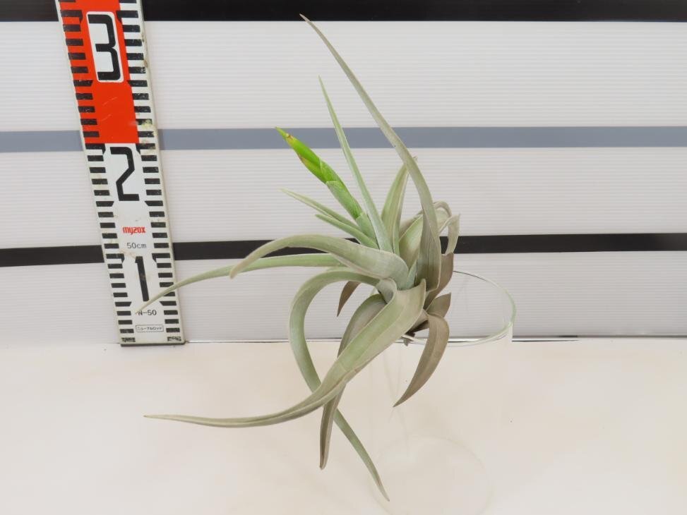 2002 「エアプランツ」tillandsia paleacea ×lotteae 抜き苗【希少・美株・チランジア】_画像2