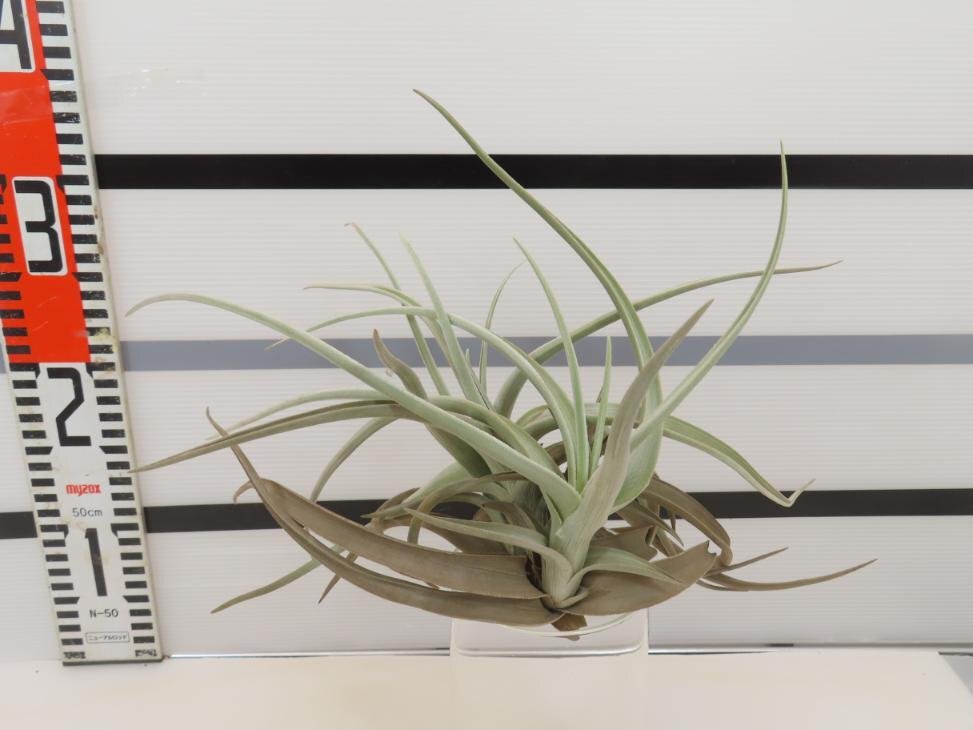 2003 「エアプランツ」tillandsia paleacea ×lotteae 抜き苗【希少・美株・チランジア】_画像5