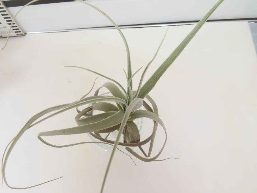 2026 「エアプランツ」tillandsia paleacea × straminea 抜き苗【・希少・美株・チランジア】_画像3