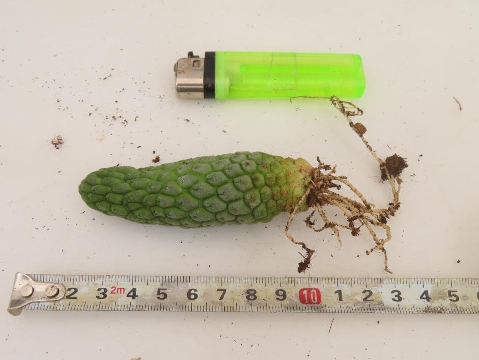 2359 「多肉植物」ラリレアキア カクティフォルミス 抜き苗【発根・Larryleachia cactiformis・仏頭玉・ラブラニア】_画像5