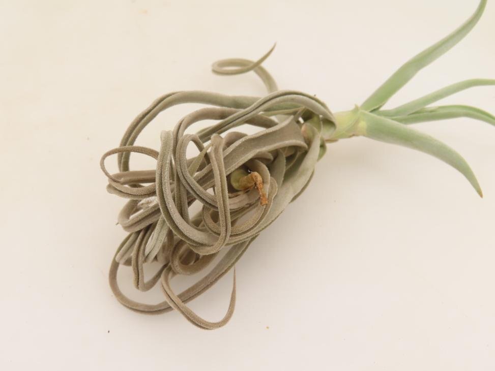 2036 「エアプランツ」tillandsia paleacea ×durati 抜き苗【希少・美株・チランジア】_画像4