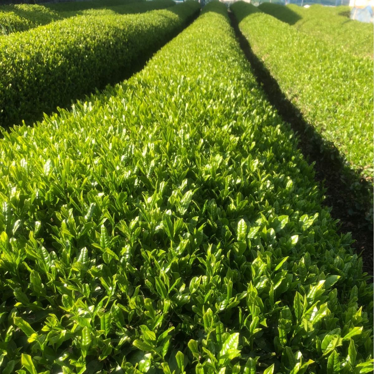 静岡　新茶　川根茶　上煎茶　低農薬　　　農家直売　　令和6年産    新茶ができました 自家栽培茶直送