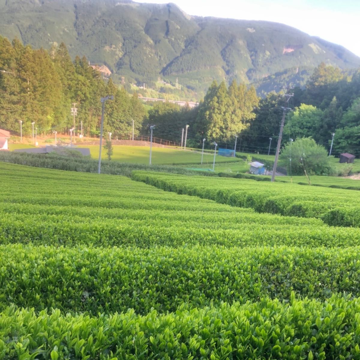 静岡　新茶　川根茶　上煎茶　低農薬　　　農家直売　　令和6年産    新茶ができました 自家栽培茶直送