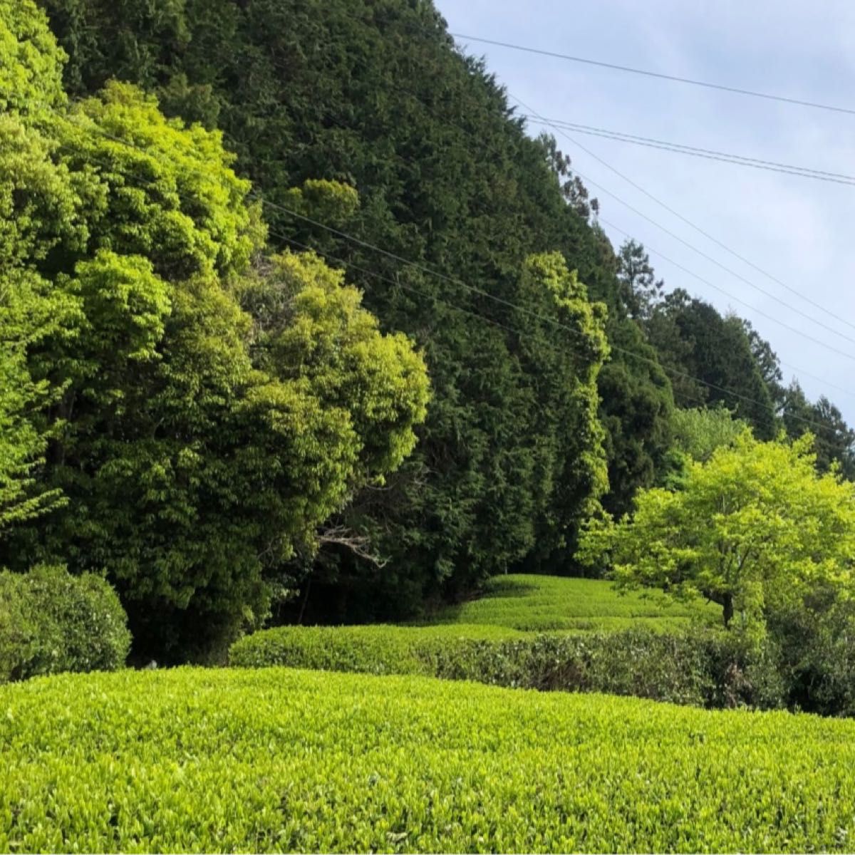 専用　　　静岡　新茶　川根茶　手摘み特上茶　低農薬　　　　　　農家直売　　令和6年産　70gX5袋
