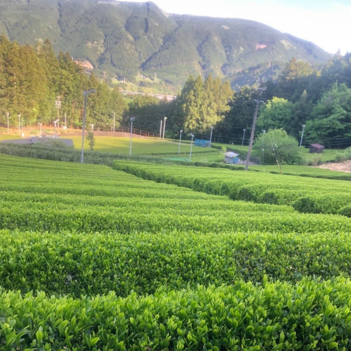 静岡　新茶　川根茶　高級煎茶　低農薬　　　農家直売　　令和6年産