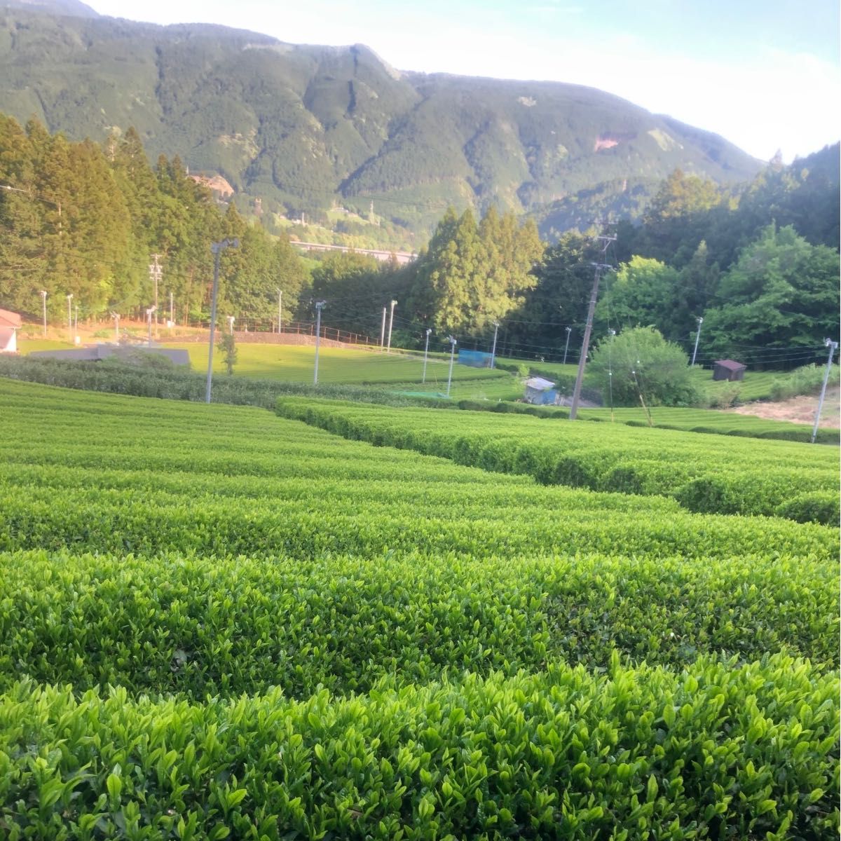 静岡　新茶　川根茶　高級煎茶　低農薬　　　農家直売　　令和6年産