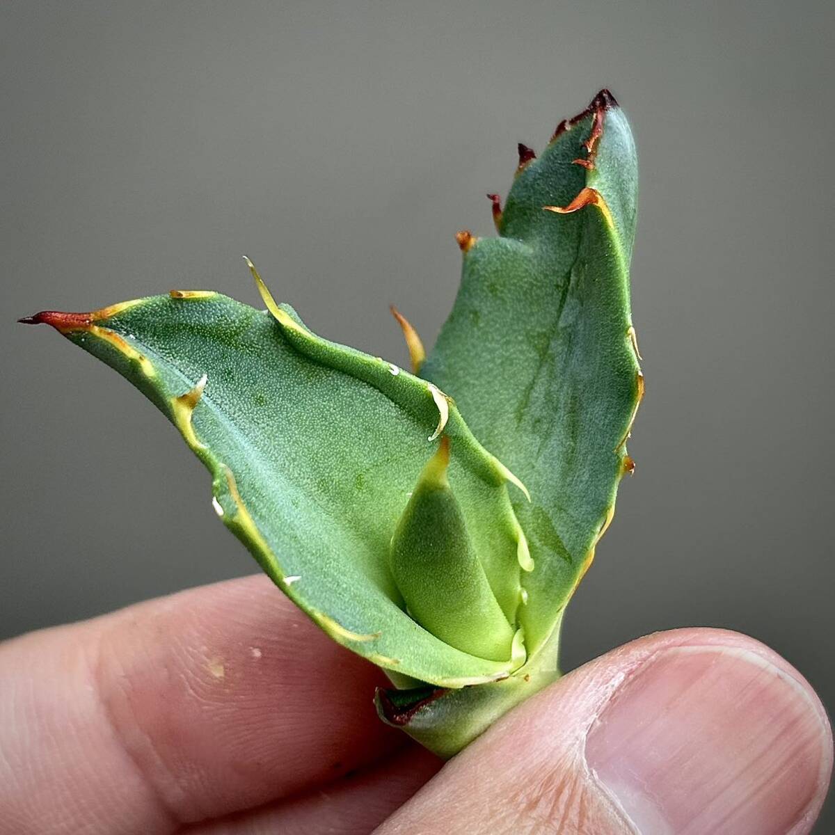 ジェレミーハイブリッド　アガベ　チタノタ　×コロラータ　チタコロ　多肉植物　2_画像3