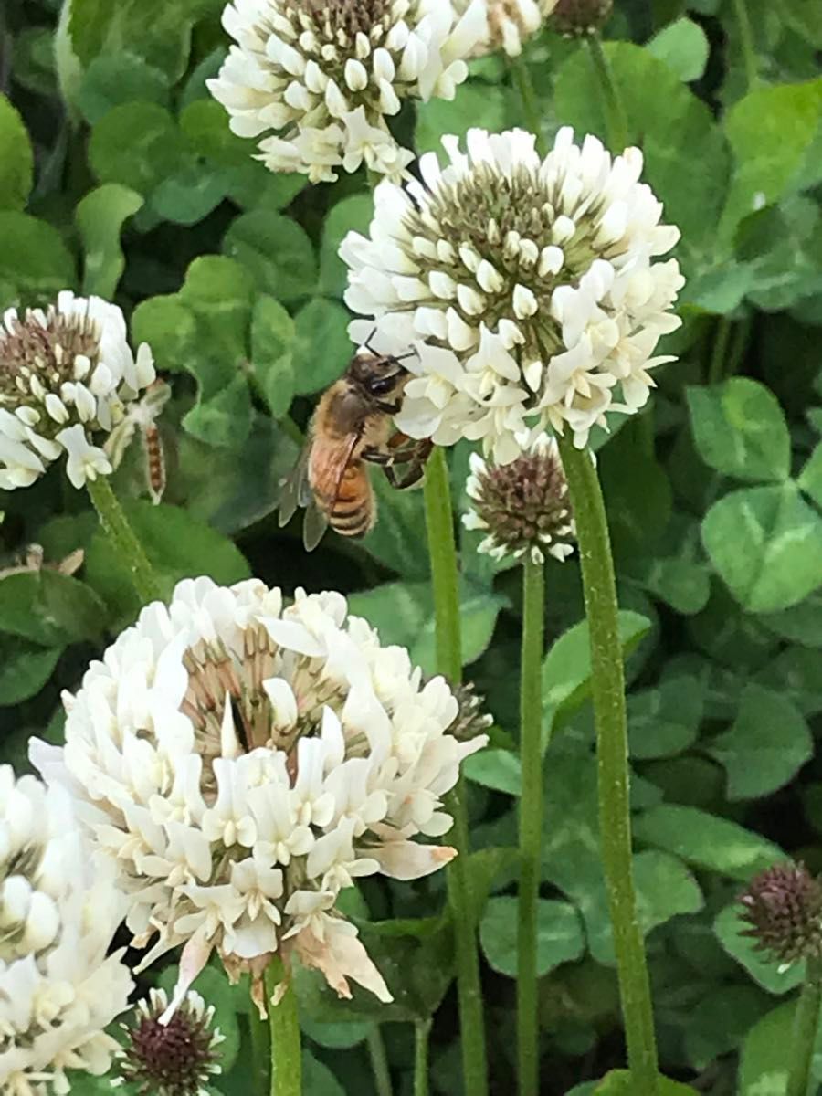 国産　純粋ハチミツ　春の百花蜜　1000ｇ（ビン1本）☆抗生物質不使用の安心・安全な本物のハチミツ