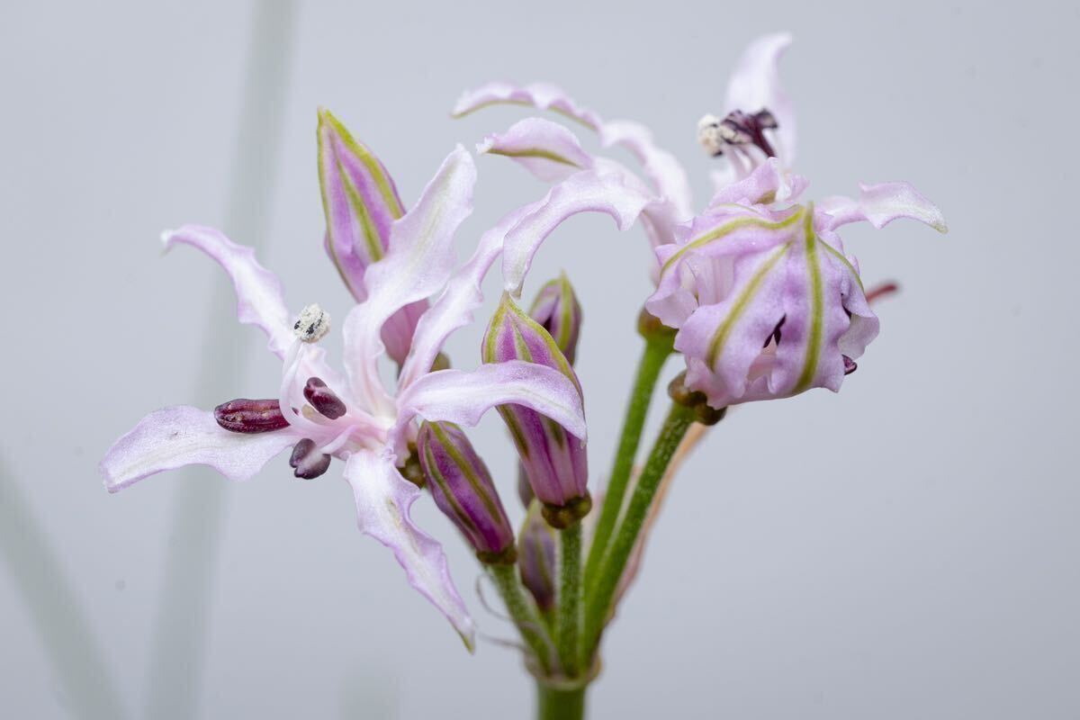 希少 ネリネ・マソニオルム Nerine masoniorum 南アフリカ原産 原種 淡い赤紫花 夏型球根 多肉植物 山野草_参考