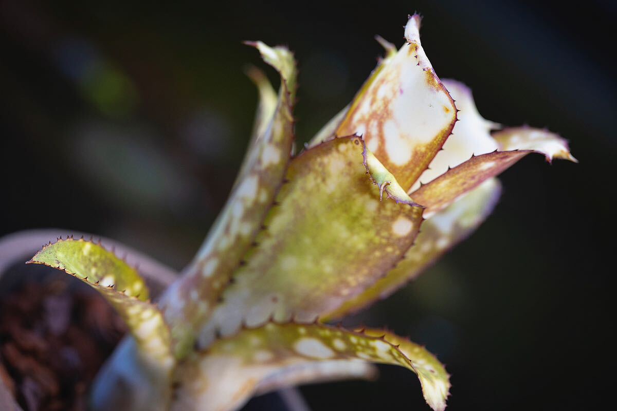 ビルベルギア アラカイ x タイタニック Billbergia Alaka’i x Titanic 大型交配種 タンクブロメリア_画像5