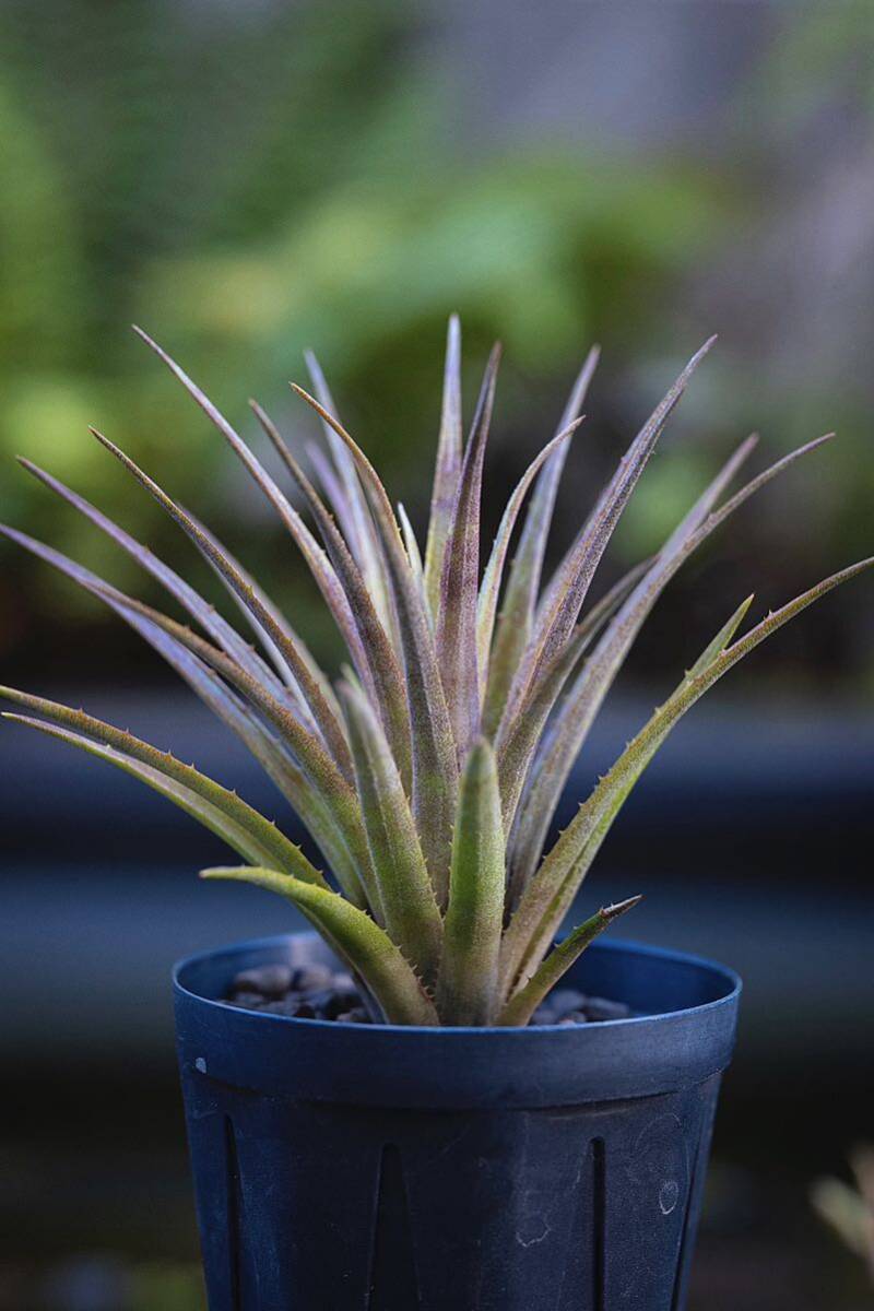 エクメア・レクルヴァータ キウイ・ベイカー Aechmea recurvata 'Kiwi Baker' Bill Baker_画像1