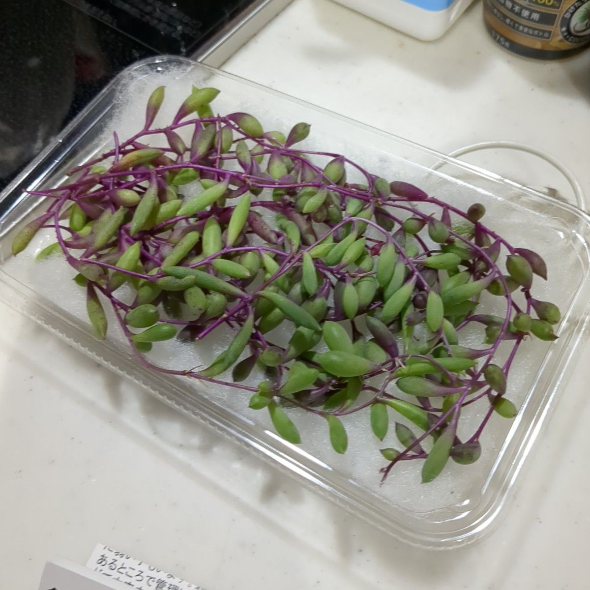 多肉植物　ルビーネックレス　カット苗