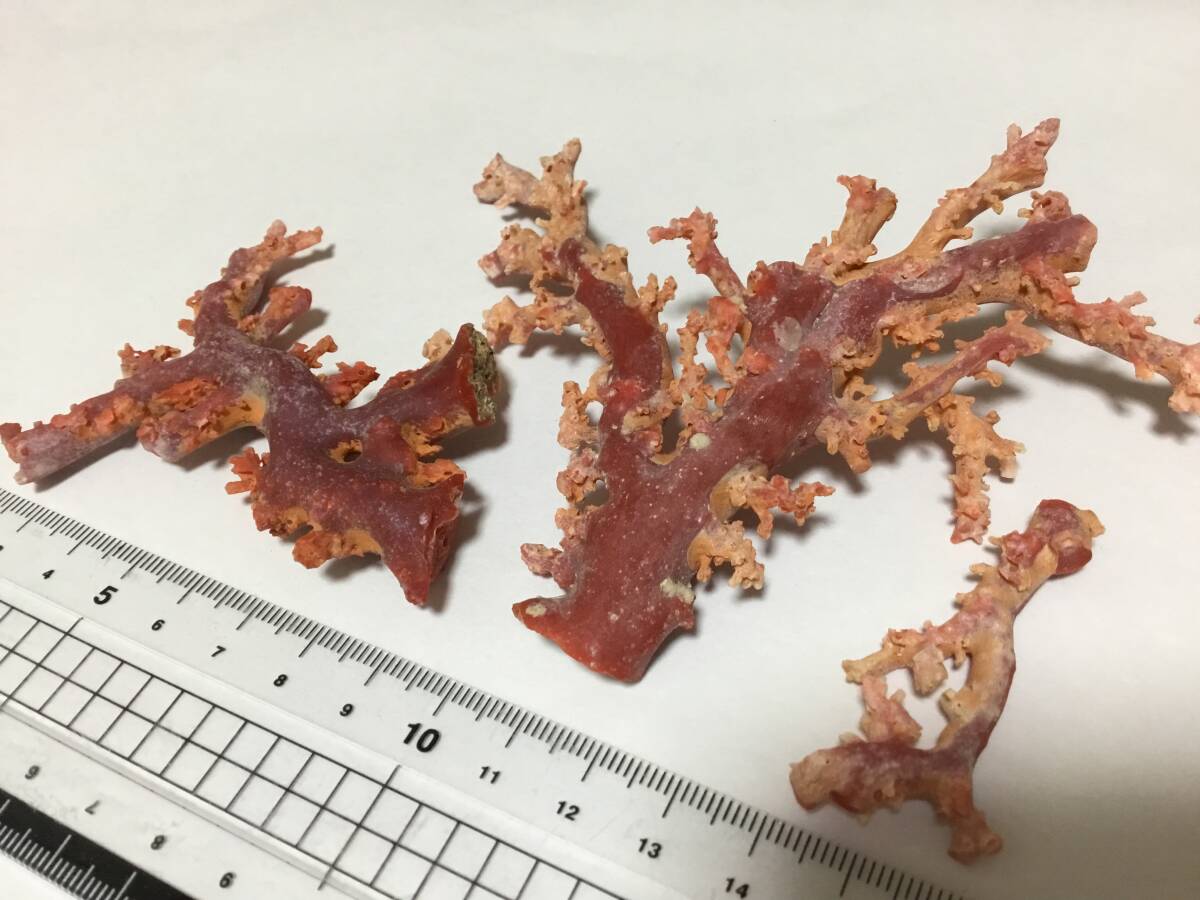 CORAL.. red . tree three point set gross weight approximately 69g sculpture material, ornament and so on 
