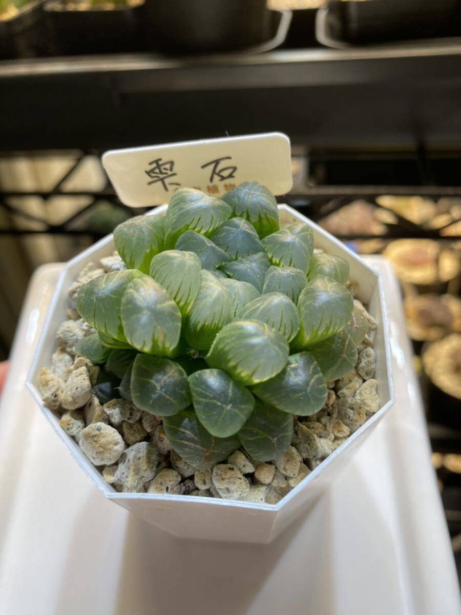 ハオルチア 多肉植物 観葉植物 オブツーサ _画像1