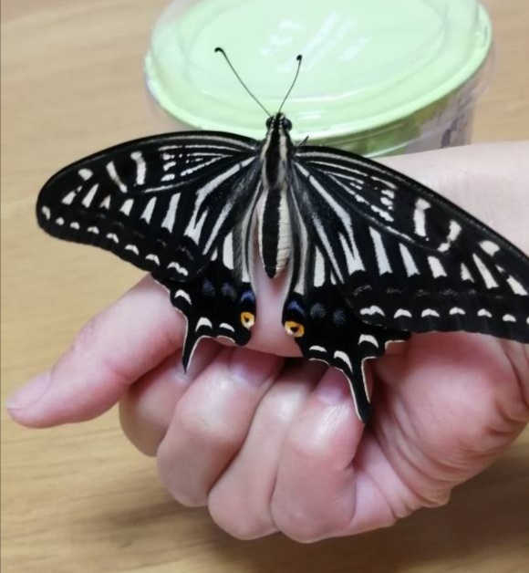 アゲハチョウ　卵　10個　オマケでエサ付き（少量）ネコポス