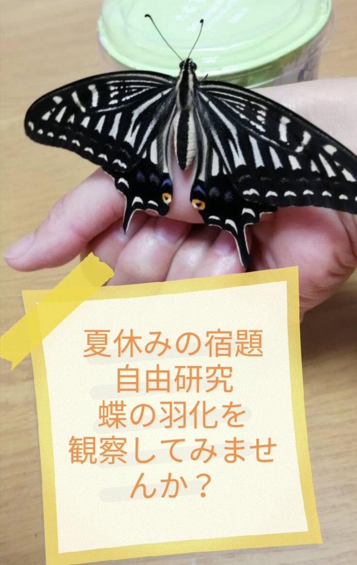 アゲハチョウの観察セット　卵、幼虫、蛹　合計30匹以上　夏休みの課題　自由研究　理科　蝶の観察　孵化→脱皮（数回）→蛹化→羽化_画像1