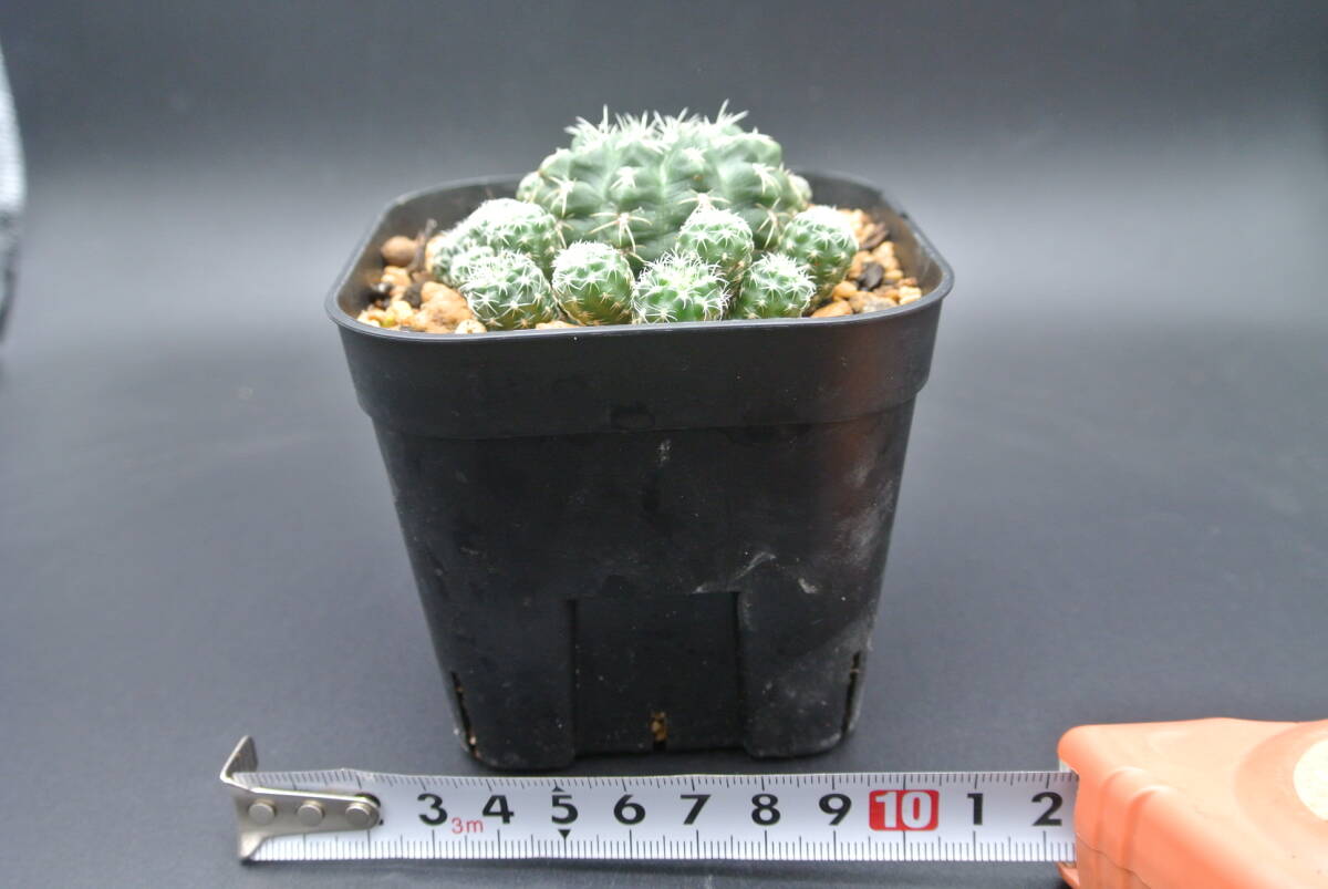 原種サボテン　ギムノカリキウム・アンドレア・ドッピアーナム　GK640　/　Gymnocalycium andreae var. doppianum GK 640_画像2