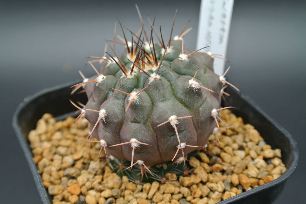 原種サボテン　ギムノカリキウム・グラウカム　MS0893　/　Gymnocalycium glaucum MS0893_画像7