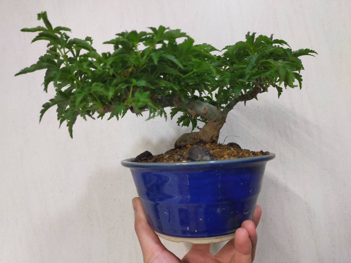 [gachi bonsai ] Lion Mask maple shohin bonsai 