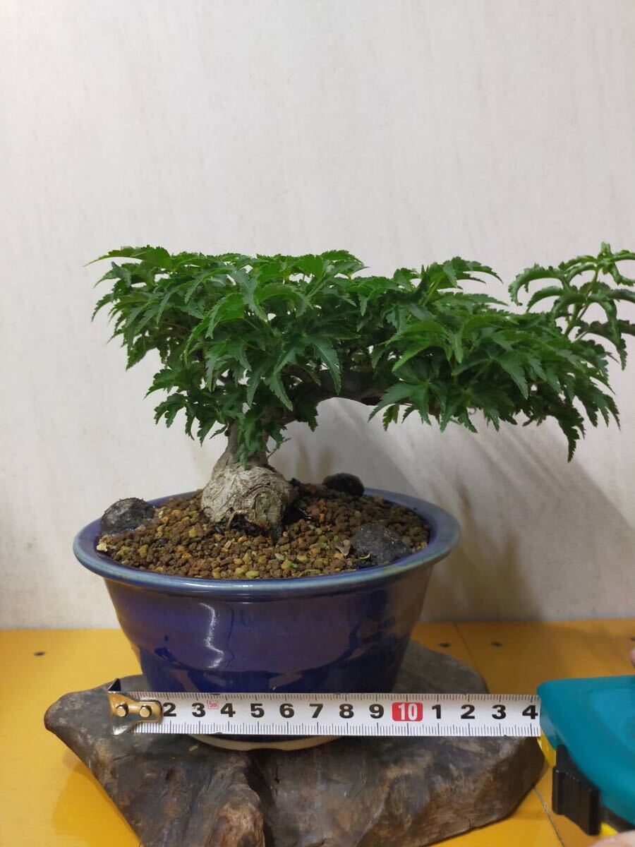 [gachi bonsai ] Lion Mask maple shohin bonsai 