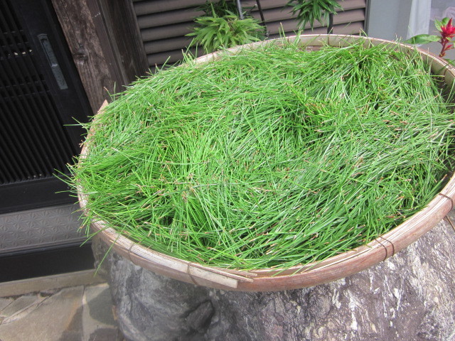  former times while. pine leaf tea ( pine leaf. .) powder form 200g Kyushu from fff