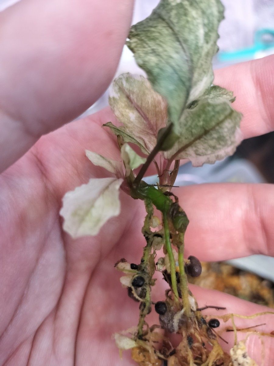 2芽 Bucephalandra sp ピンクバリエガータ ブセファランドラ 2芽 Bucephalandra sp ピンクバリエガータ ブセファランドラ