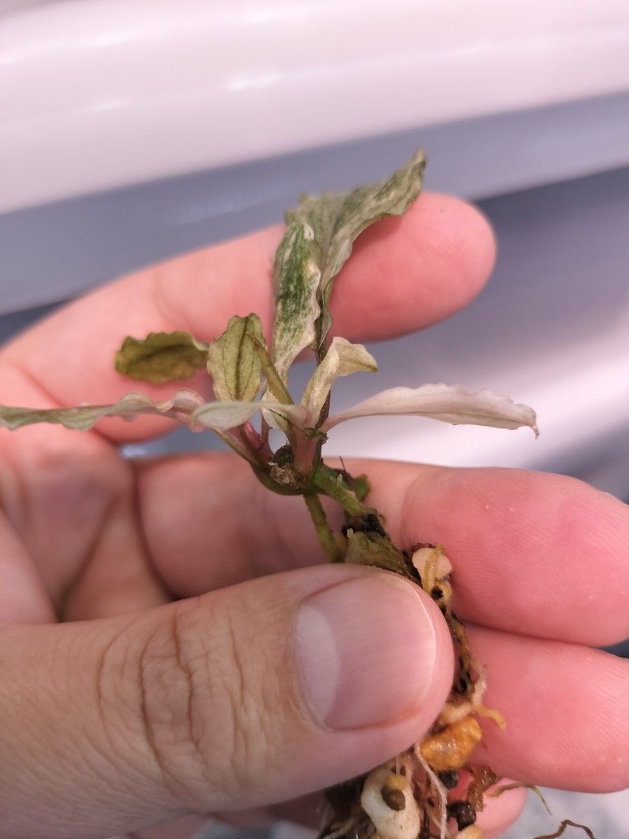2芽 Bucephalandra sp ピンクバリエガータ ブセファランドラ 2芽 Bucephalandra sp ピンクバリエガータ ブセファランドラ