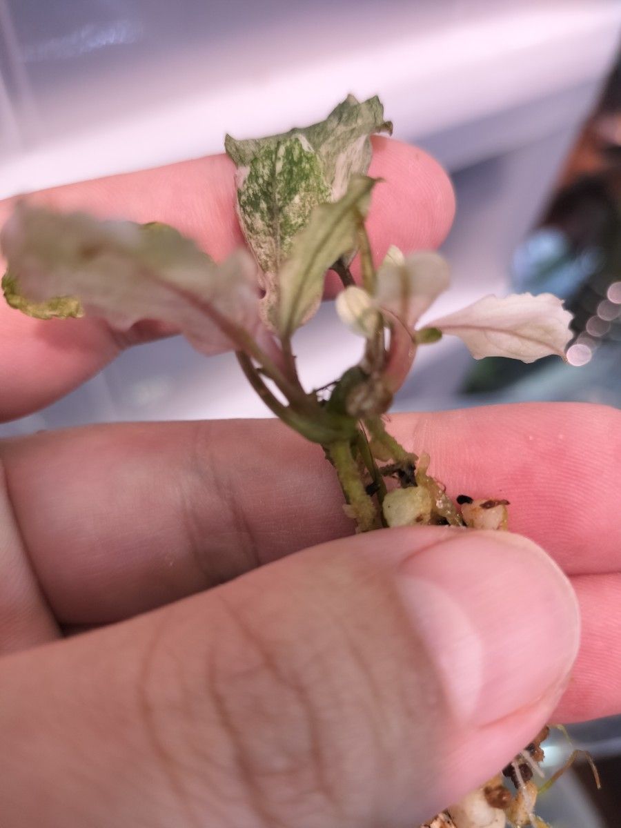 2芽 Bucephalandra sp ピンクバリエガータ ブセファランドラ 2芽 Bucephalandra sp ピンクバリエガータ ブセファランドラ