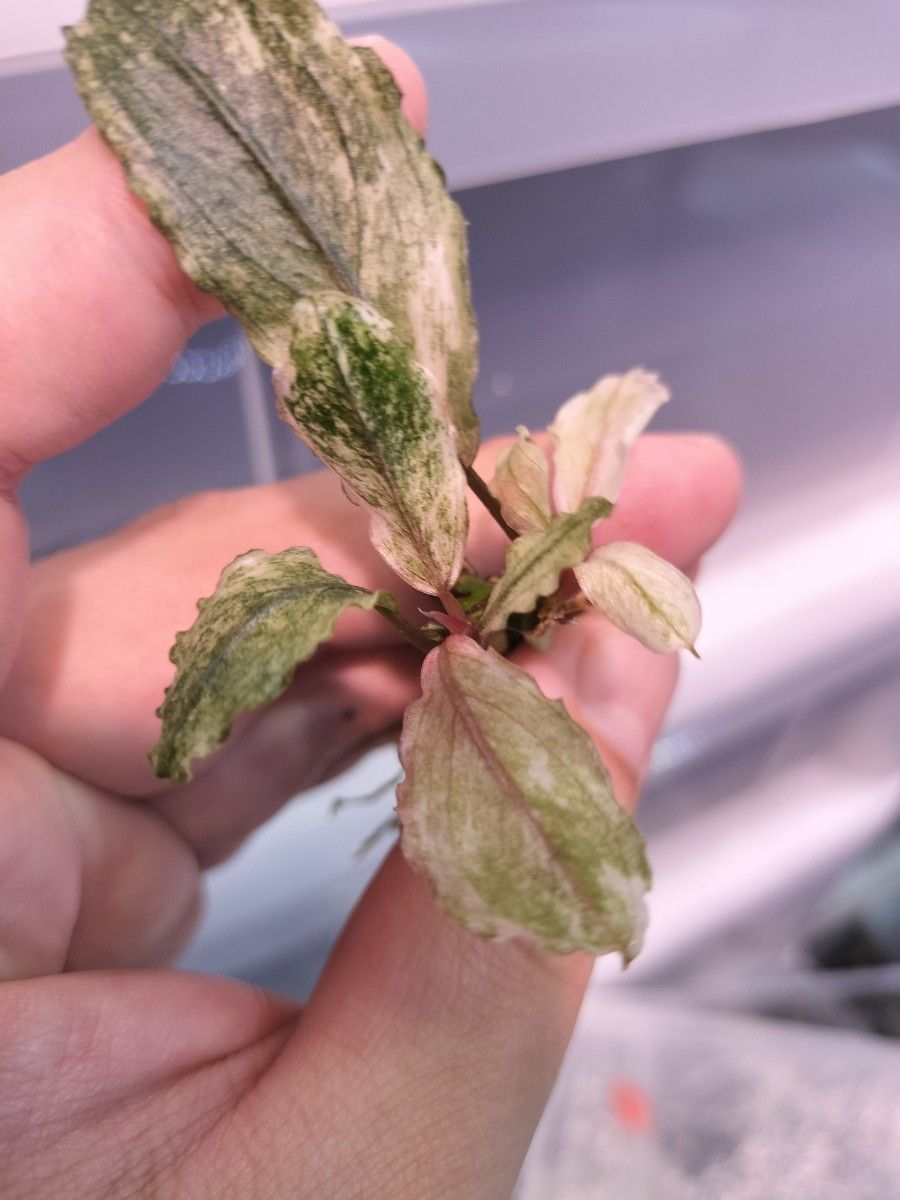 2芽 Bucephalandra sp ピンクバリエガータ ブセファランドラ 2芽 Bucephalandra sp ピンクバリエガータ ブセファランドラ
