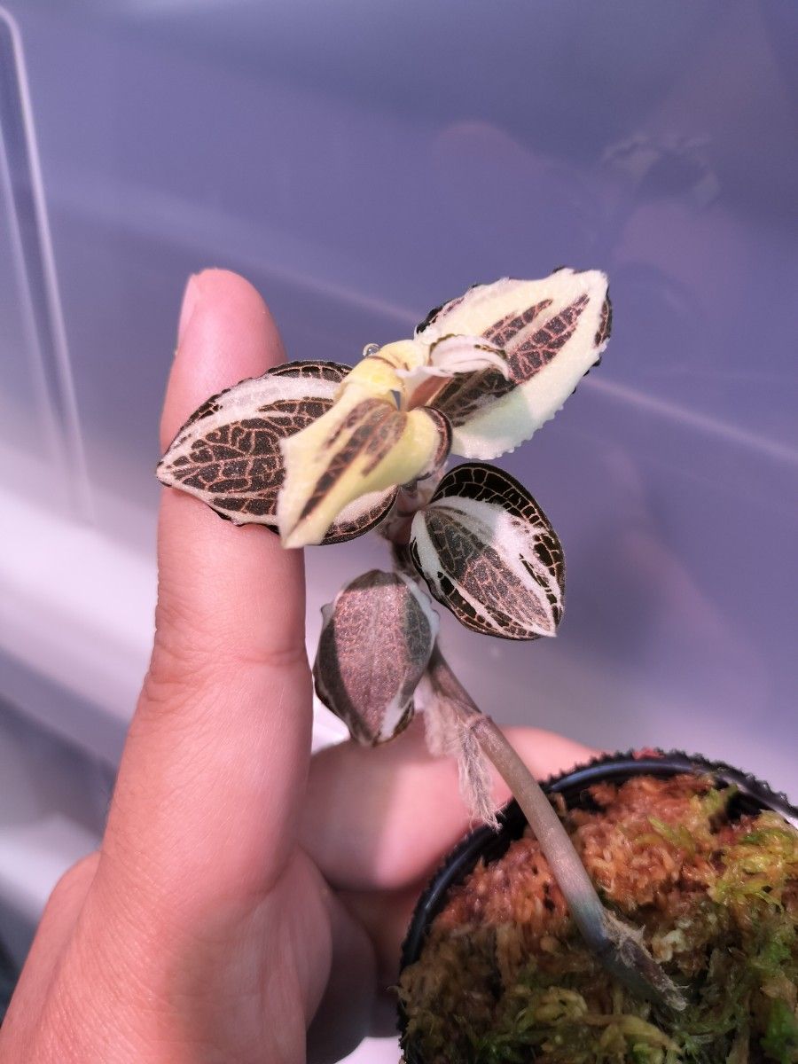 斑強 Anoectochilus sp 斑入りジュエルオーキッド 宝石蘭|Yahoo 斑強 Anoectochilus sp 斑入りジュエルオーキッド 宝石蘭|Yahoo